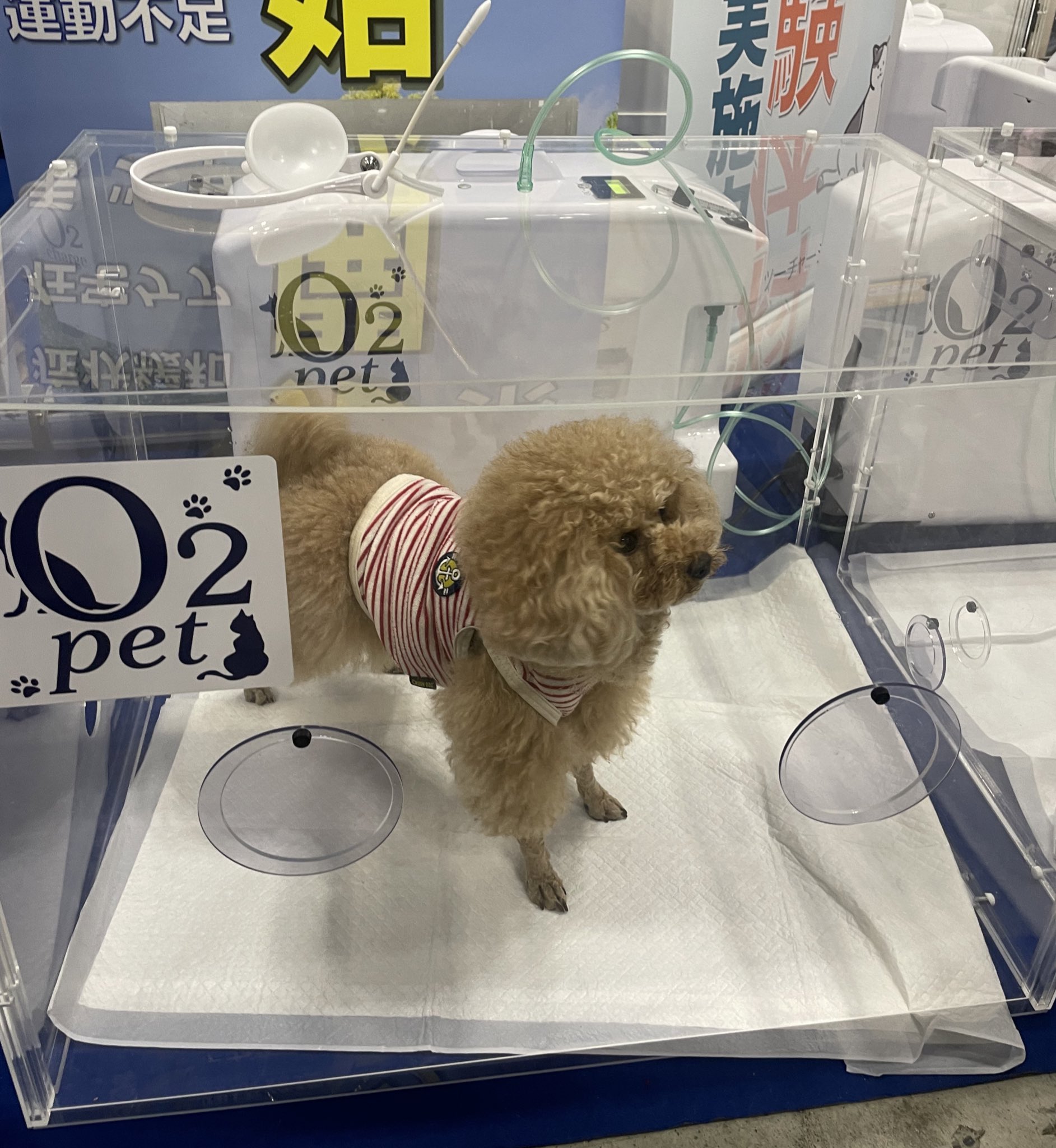 ペット用酸素室 O2チャージ　O2pet 酸素ケージ】O2ペット オーツーチャージ ペット用酸素室【最終価格】