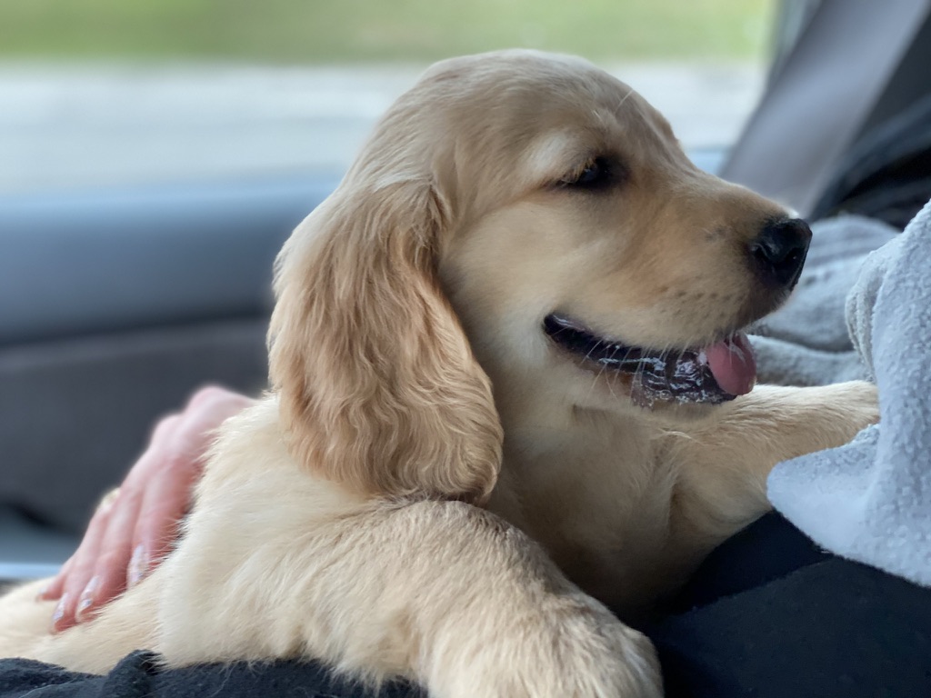 Chaos.
Complete Disorder and Confusion.
This is your life when you welcome a puppy into your house.
There will be days you will be exhausted from laughing, crying, and trying to keep the adorable monster alive.

This is the story of a Golden Retriever puppy named Beaker.

In