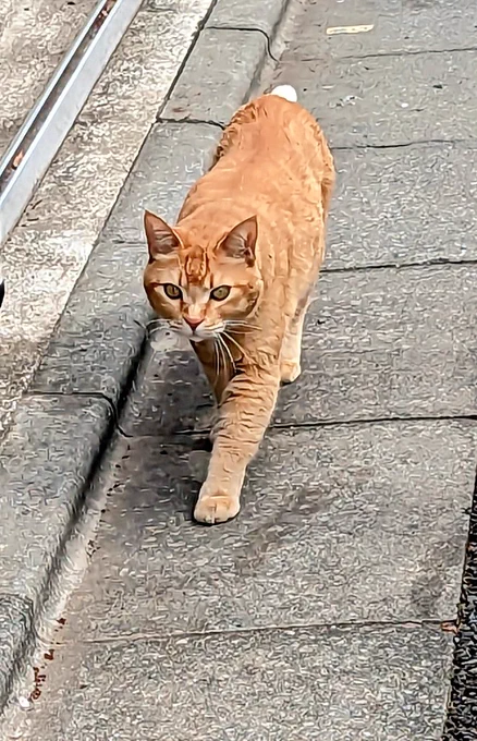 本当のお猫さまです ご査収ください めちゃカメラ目線で人懐っこいお猫さまだったんですが、触らせてはもらえませんでした  あと、桜綺麗
