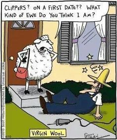 freewooly's tweet image. #Sheep #SheepHumor