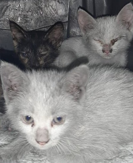 We are still here <a href="/eagle_enviro/">Eagle_Enviro</a>. Still available to talk. Still searching.

Where are my boys?

<a href="/A_W_Global/">AnimalWarriorsGlobal</a> <a href="/ciwf/">Compassion in World Farming UK</a> <a href="/Forsan_UAE/">فرسان الإمارات</a>  <a href="/HHShkDrSultan/">HH Sheikh Dr. Sultan</a> <a href="/UAE_Forsan/">UAE Forsan</a> <a href="/HHShkMohd/">HH Sheikh Mohammed</a> @HHMansoor <a href="/ADResidents/">Abu Dhabi Residents Office</a> <a href="/AbuDhabiMedia/">شبكة أبوظبي للإعلام</a> <a href="/AbuDhabi_ADM/">بلدية مدينة أبوظبي</a> <a href="/MoCCaEUAE/">‎وزارة التغير المناخي والبيئة</a> <a href="/uaetolerance/">Minister of Tolerance Office</a> <a href="/UAE_Animals_Int/">UAE Animals International</a> <a href="/Shamma_AlNahyan/">Sheikha Shamma Al Nahyan</a>