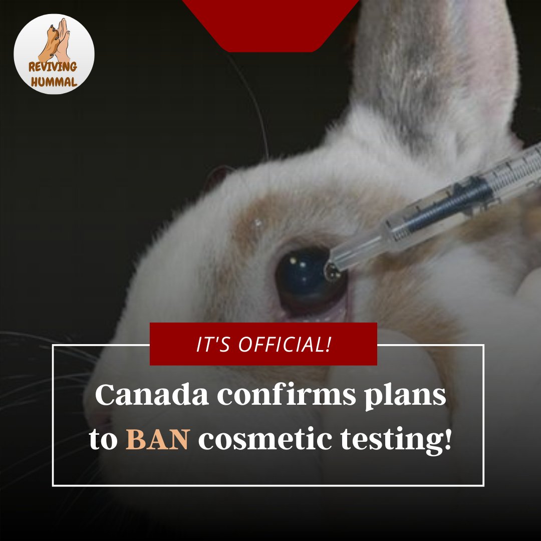 RevivingHummal's tweet photo. The Canadian government introduced its 2023 federal budget, which confirmed its commitment to ban cosmetics animal testing and trade. 

#animaltesting #cosmetictesting #canada #AnimalCruelty https://t.co/unqv5BGqgw