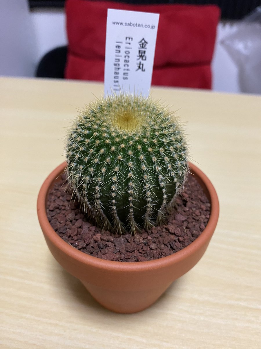 最近買ったサボテン！可愛い🌵