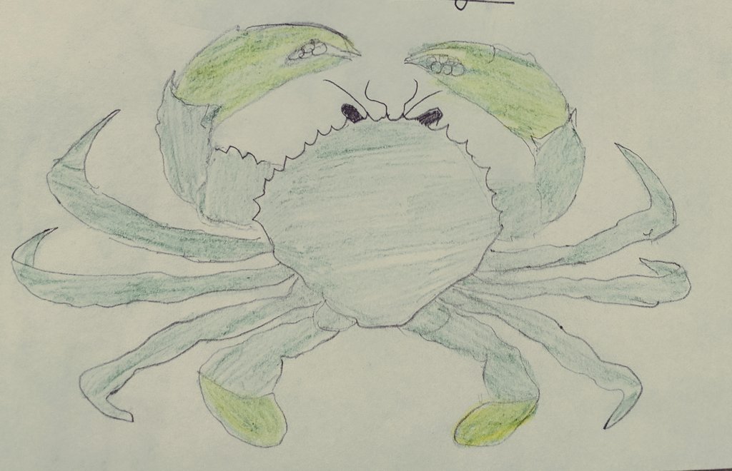 Scylla serrata or mud crab is an important swimming crab with an oval carapace found in the mangroves of Asia, Africa &amp; Australia. This is a keystone #species and plays an ecologically important role in the estuarine ecosystem. 

Shared by <a href="/Deveshdy/">Devesh Kumar Krishnavanshi</a>

#biology #mangrove