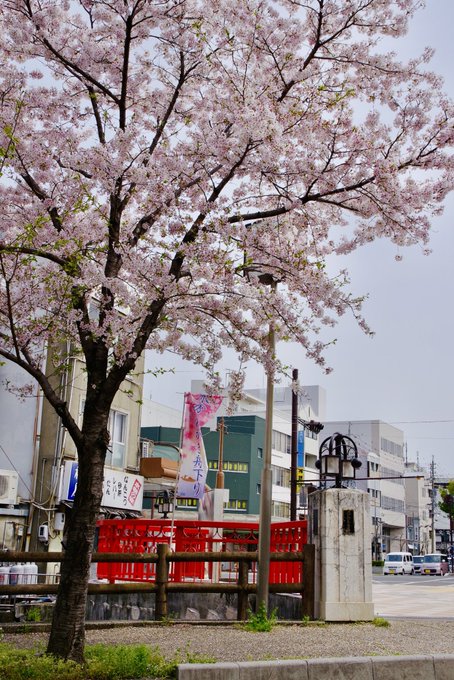 本日の新大橋桜の薄紅と欄干の赤なかなか映えますね今日はそのままの姿で嬉しい選挙やイベント時は…#大垣 #聲の形 