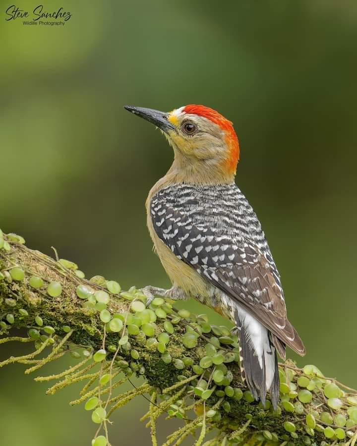 Cleopatra tweet media