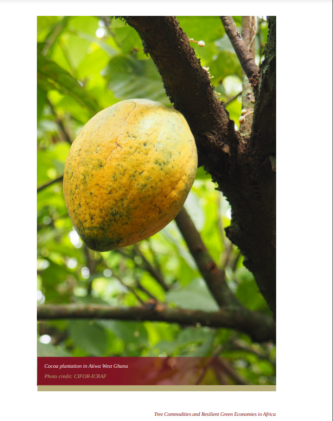 TheLandAlliance's tweet photo. 📚 #Publication | Policy instruments for enhancing tree commodities

This chapter set out to examine tree commodities policies in Africa, with a view to providing insights and lessons for improving performance.

Read/download a copy:🔗 https://t.co/APaanhSBWb

#Trees4Resilience https://t.co/nYz7zacn9j