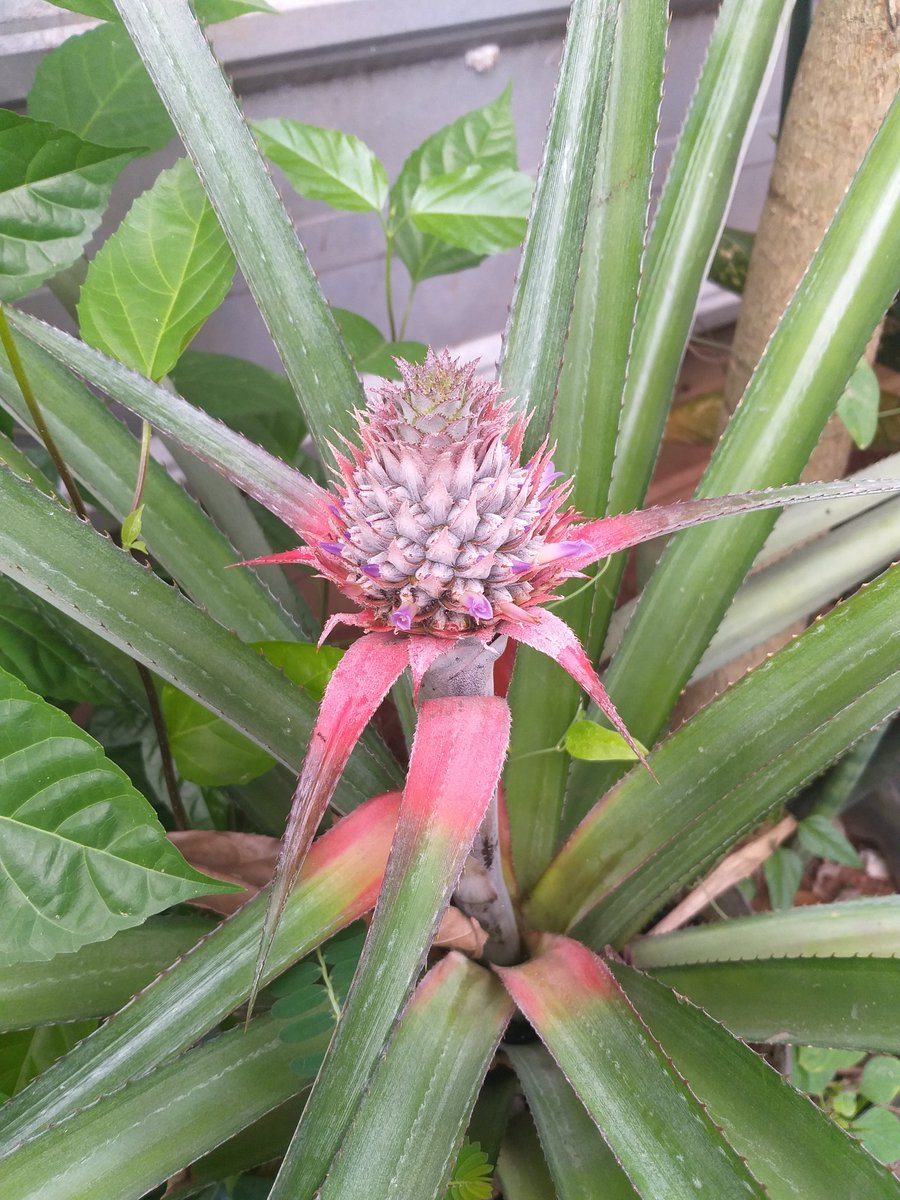 wulaneeeeee's tweet photo. ditanam dari mahkota buah nanas madu waktu bikin nastar Ramadhan 2021, sekarang baru tumbuh bakal buahnya https://t.co/3bxzbfYBIx