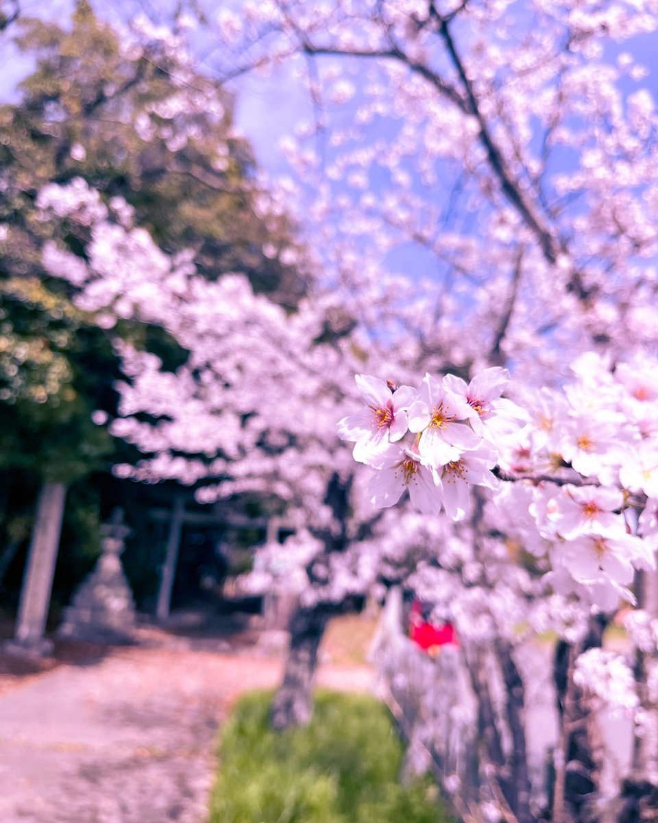 aubreysexy19's tweet photo. 大久佐八幡宮
車で走ってたら綺麗な桜があったので、
撮影してみました。📸
#桜
#神社
#八幡宮
#八幡宮神社
#写真好きな人と繋がりたい
#写真垢さんと繋がりたい
#ファインダー越しのわたしの世界
#名古屋写真部
#followme
#japan
#japantravel
#japan_photo
#japanphoto
#followme
#butifull https://t.co/L26IYsB8Yv