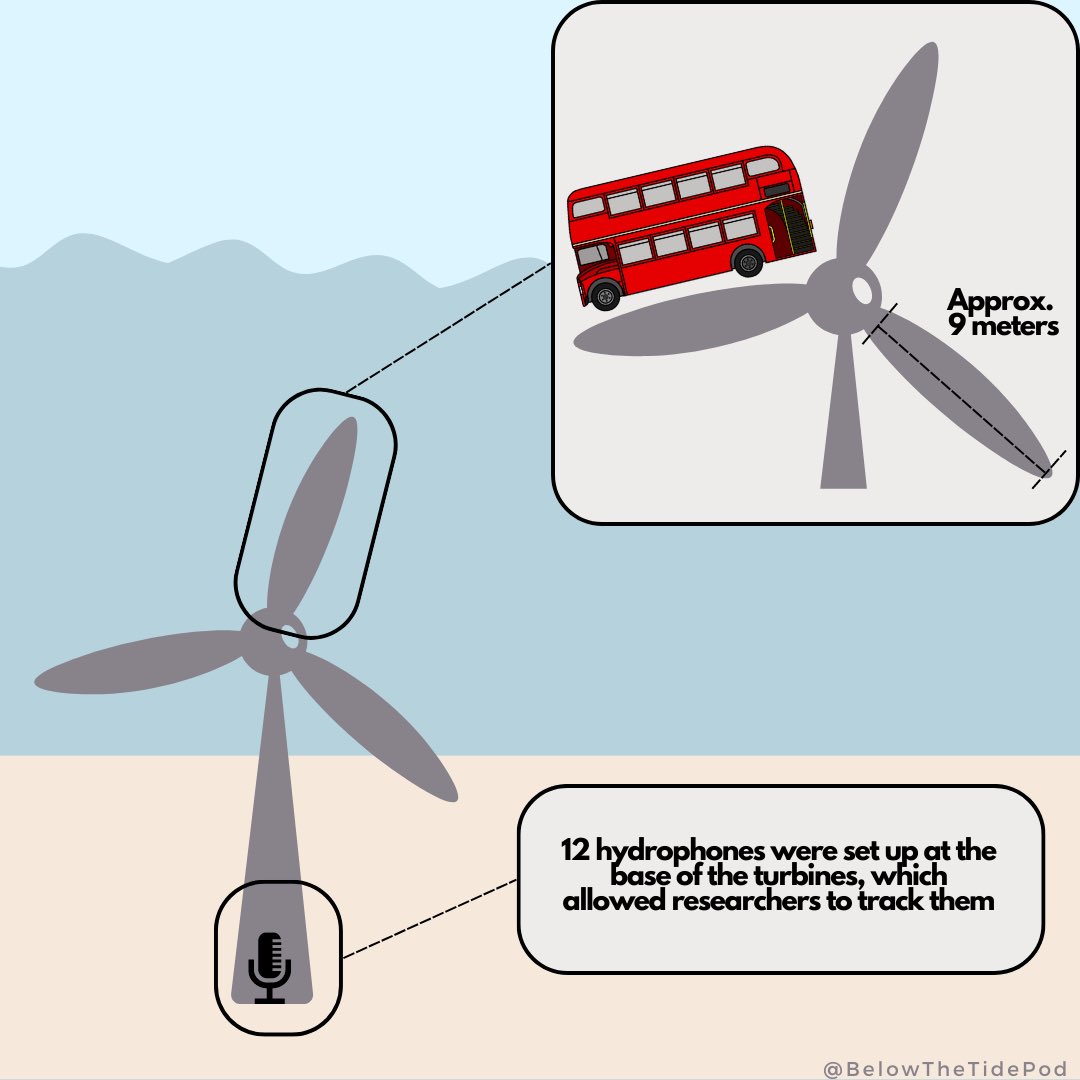 belowthetidepod's tweet photo. ICYMI: EP 34 - Effects of Tidal Turbines on Marine Life with @_laurapalmer93 🐬 We chat about her work with @univofstandrews  and @_SMRU_   looking at effects of turbines on harbour porpoises. We chat turbines, acoustics + more! 
Listen here: https://t.co/xOwCt0Ka8N
#scicomm https://t.co/UwKp1WpXgX