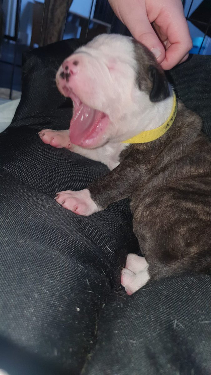 TSMSAVAGE10's tweet photo. @TernsFNBR This is my pet, she's now 2 and called Shelby https://t.co/3Jr4dQa6Vq
