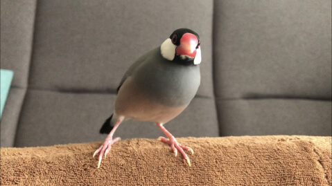 Pet_pedia's tweet photo. ＼ 小動物を家族に迎える前に ／

・昼行性？夜行性？
・鳴き声は大きい？鳴かない？
・温度や湿度の管理はできる？

など、事前に自分の生活との相性チェックもしておきましょう🐹

獣医師&amp;元動物園飼育員が解説する、小動物20種の生態や注意点はこちらの記事をチェック🐰
https://t.co/RyxjaqTcxk https://t.co/vqMxkVGqMc