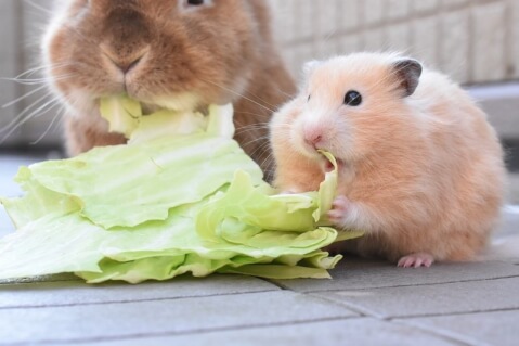 Pet_pedia's tweet photo. ＼ 小動物を家族に迎える前に ／

・昼行性？夜行性？
・鳴き声は大きい？鳴かない？
・温度や湿度の管理はできる？

など、事前に自分の生活との相性チェックもしておきましょう🐹

獣医師&amp;元動物園飼育員が解説する、小動物20種の生態や注意点はこちらの記事をチェック🐰
https://t.co/RyxjaqTcxk https://t.co/vqMxkVGqMc