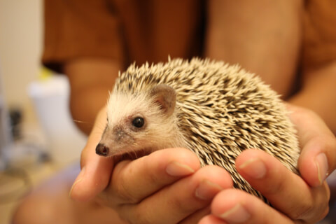 Pet_pedia's tweet photo. ＼ 小動物を家族に迎える前に ／

・昼行性？夜行性？
・鳴き声は大きい？鳴かない？
・温度や湿度の管理はできる？

など、事前に自分の生活との相性チェックもしておきましょう🐹

獣医師&amp;元動物園飼育員が解説する、小動物20種の生態や注意点はこちらの記事をチェック🐰
https://t.co/RyxjaqTcxk https://t.co/vqMxkVGqMc