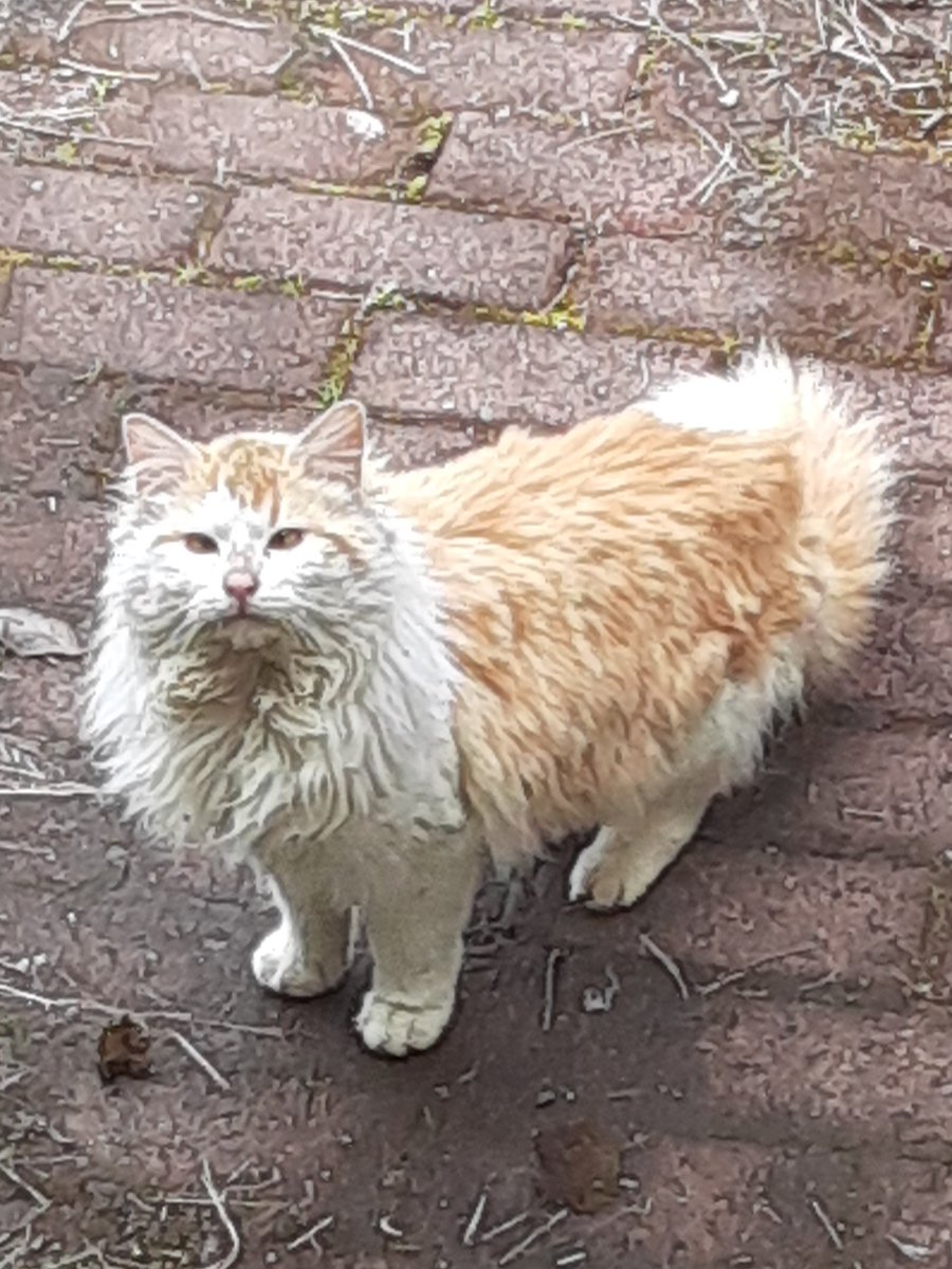 Newest volunteer farmhand. This little lion showed up today.  Sadly,  people drive cats out to the country and abandon them.  

Then the cats adopt us.