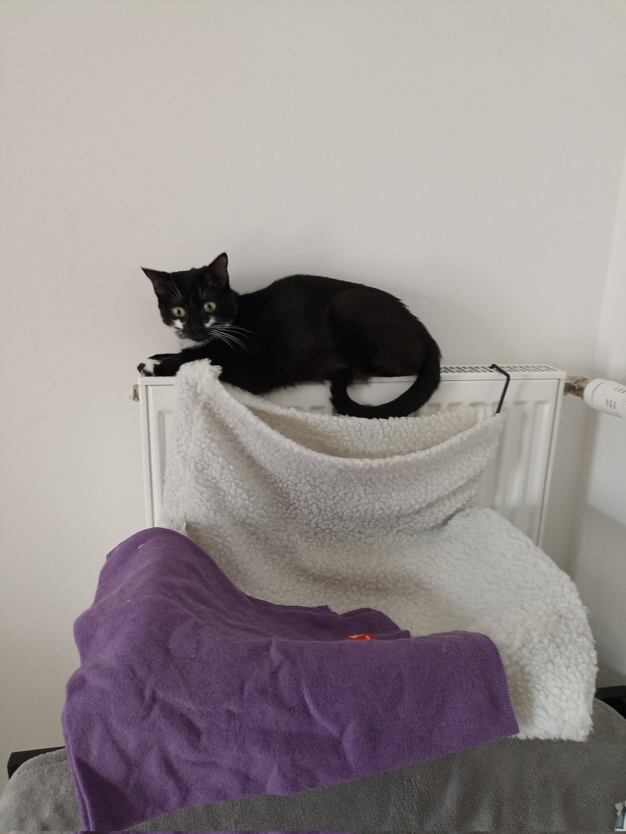 APunchofMaths's tweet image. Users when you think they cannot be wrong about your product 
#users #usermanual #CatsOfTwitter