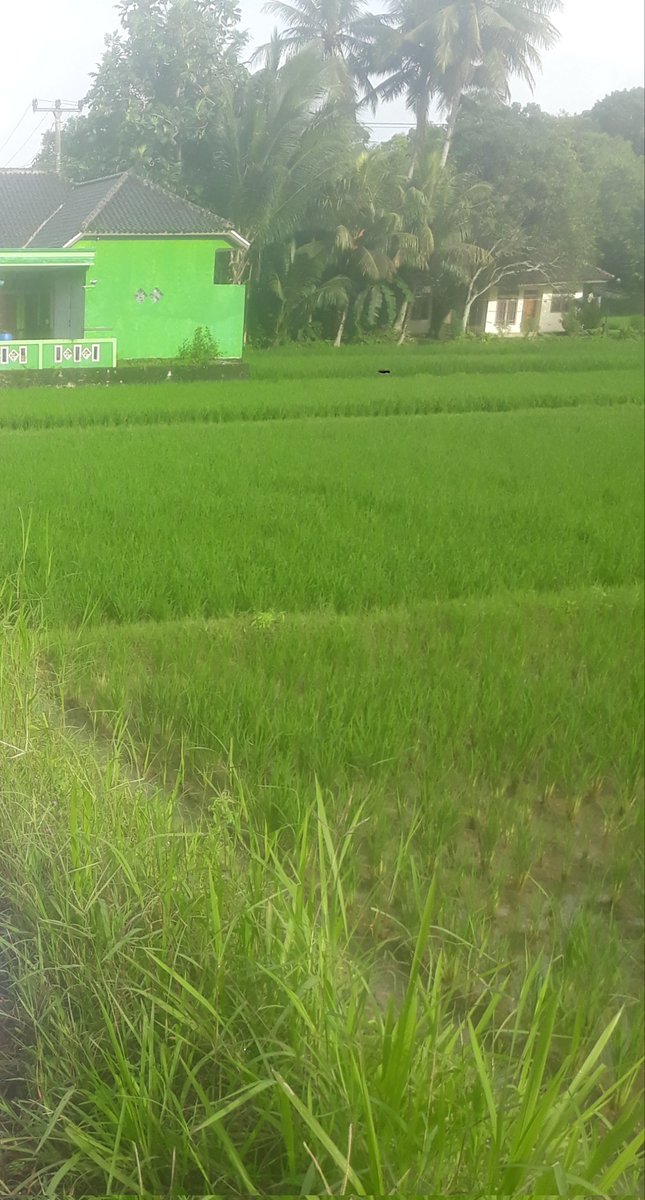wida_mb's tweet photo. @swika_0 Di kampungku masih ada. https://t.co/0k01dzfkZT