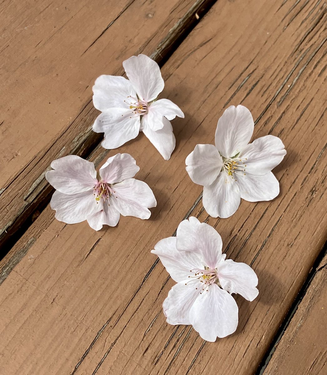 「朝のうちびっと雨が降ったけんど、花見日和じゃな!雀の食い残しも落ちちゅうw 」|土佐暮らしの陸奥守のイラスト