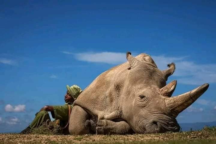 La fotografía que le está dando la vuelta al mundo. 

Uno de los dos últimos rinocerontes blancos que quedan en el planeta, custodiado cada segundo de las 24 horas del día por un militar para que no lo maten los cazadores furtivos.

Esta foto que ha publicado National Geographic