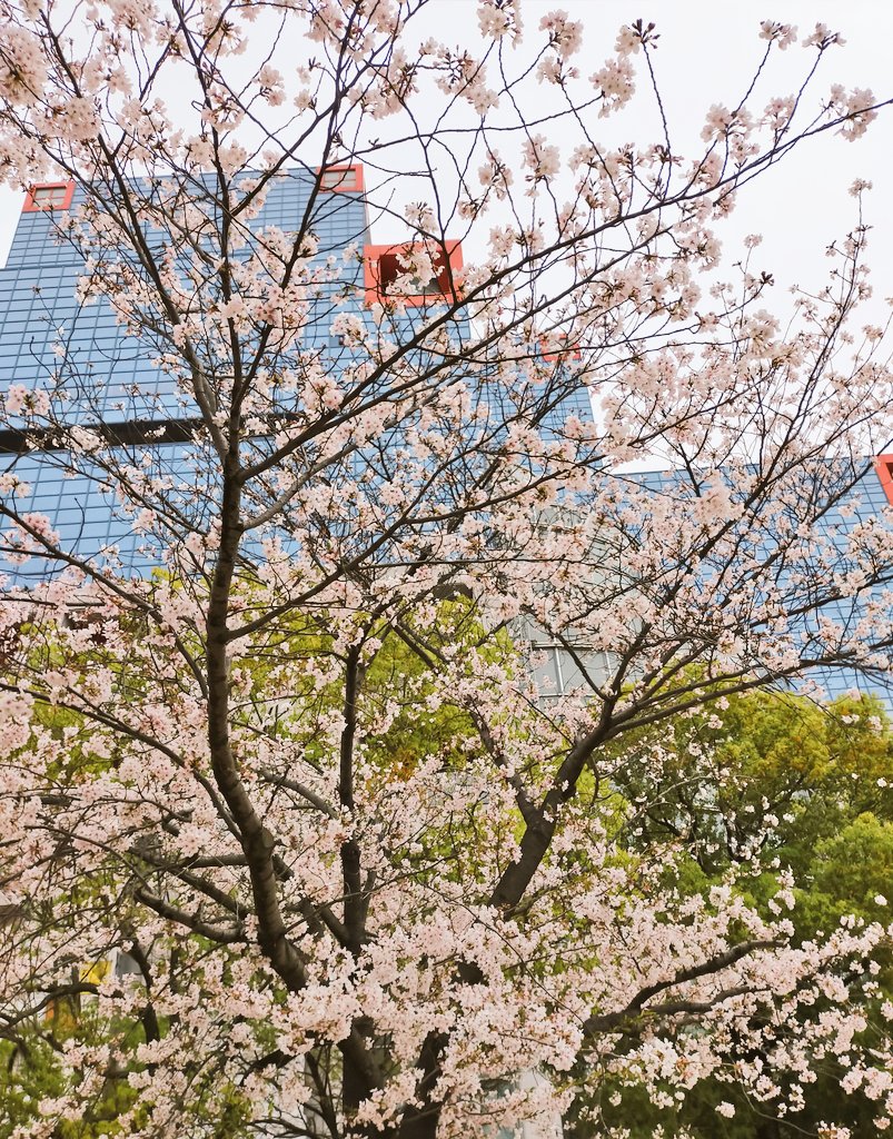 「ハチエモンと桜 」|コッコロペ（ごった煮垢）のイラスト