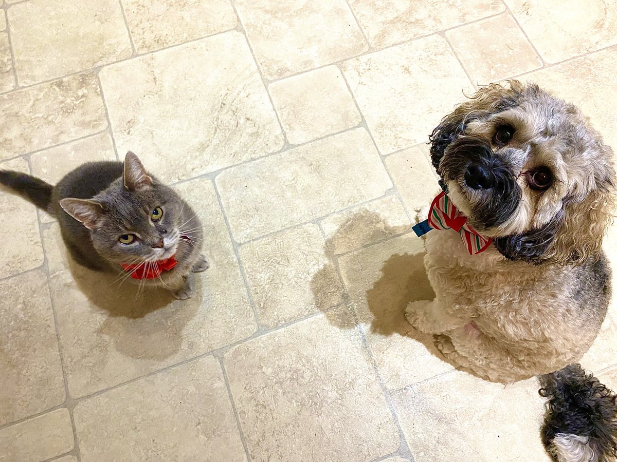 Malcolm_theCat's tweet image. [Thread] Friends! This is important ❗️As we move into April, Twitter is changing and we need your help. If we don’t subscribe to Twitter Blue, you will probably stop seeing our tweets unless you keep your feed on ‘Following’ rather than ‘For You’. Or better, add us to a list…