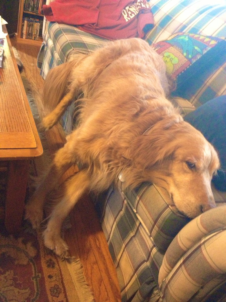 #ThrowbackThursday  to TEN years ago TODAY!  Our first rescued senior golden, Brooks, once again having issues navigating his nap. This was a recurring problem for him!  🤣
#rescuedog #dogsoftwitter #dog #grc #dogcelebration #naptime #goldenretriever #nap #sleepingdisorder