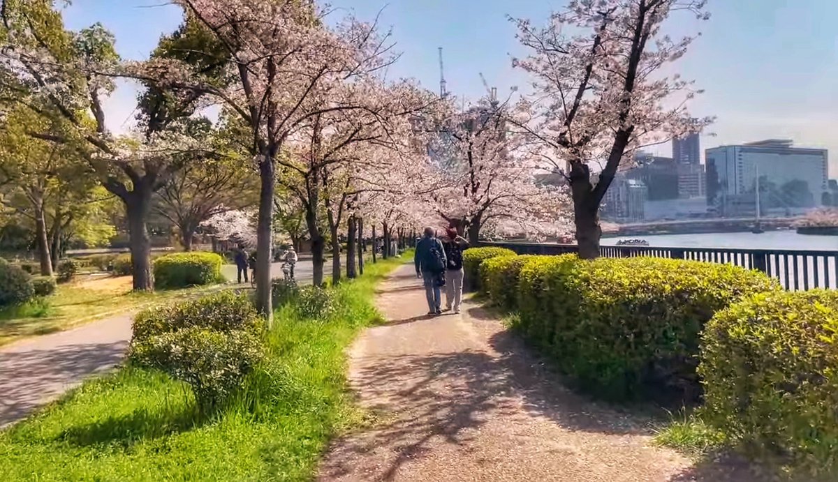 Florida Pete 🇺🇸 (@pbyrond) on Twitter photo 2023-03-31 05:29:34 Sakuranomiya Cherry Blossom Walk, Osaka, Japan with @DaveInOsaka youtube.com/live/_sVtOrbRx… via @YouTube #fridaymorning Sakuranomiya Cherry Blossom Walk, Osaka, Japan with @DaveInOsaka youtube.com/live/_sVtOrbRx… via @YouTube #fridaymorning