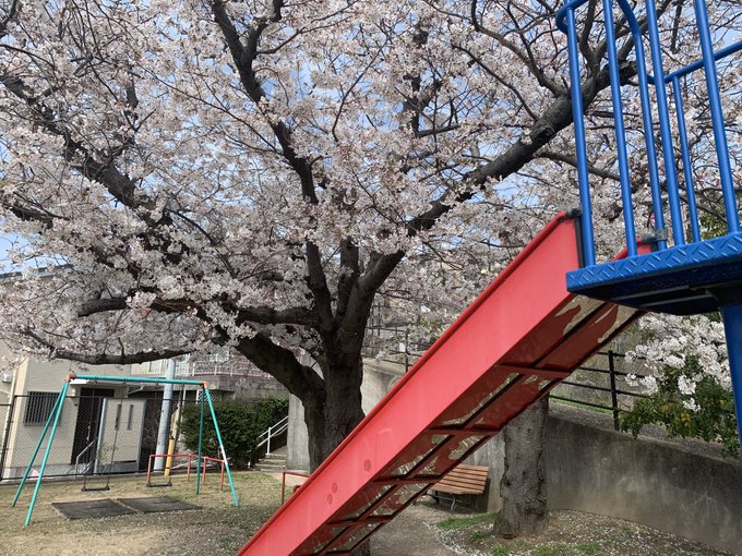 東山公園桜の様子です#色づく世界の明日から少し葉っぱも出てきて目立ちだしてるので聖地巡礼は今週末ごろまでが良いかも🤫 