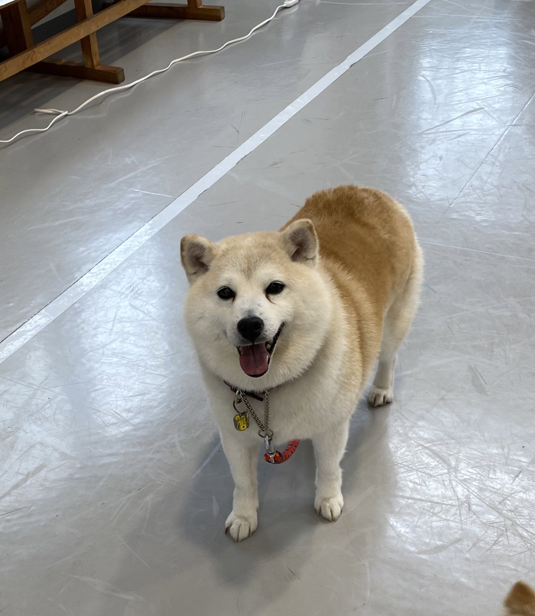 BAGGU バグー　柴犬 BAGGU - バグゥ 日本限定 柴犬 エコバッグの通販 by my＊SHOP