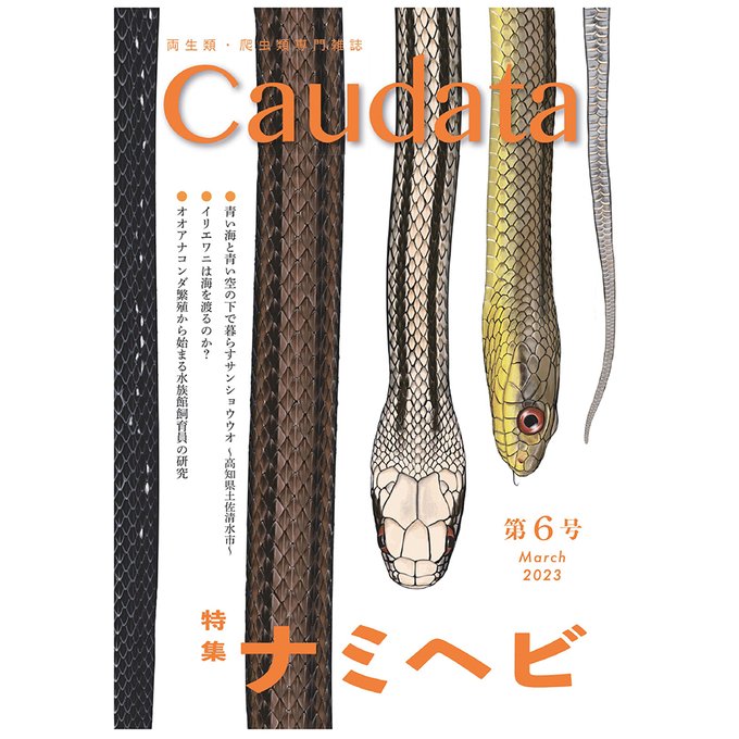 Caudata６号の通販を開始致しました。ヤフーショップ楽天市場近く店舗さま販売も始まります。 