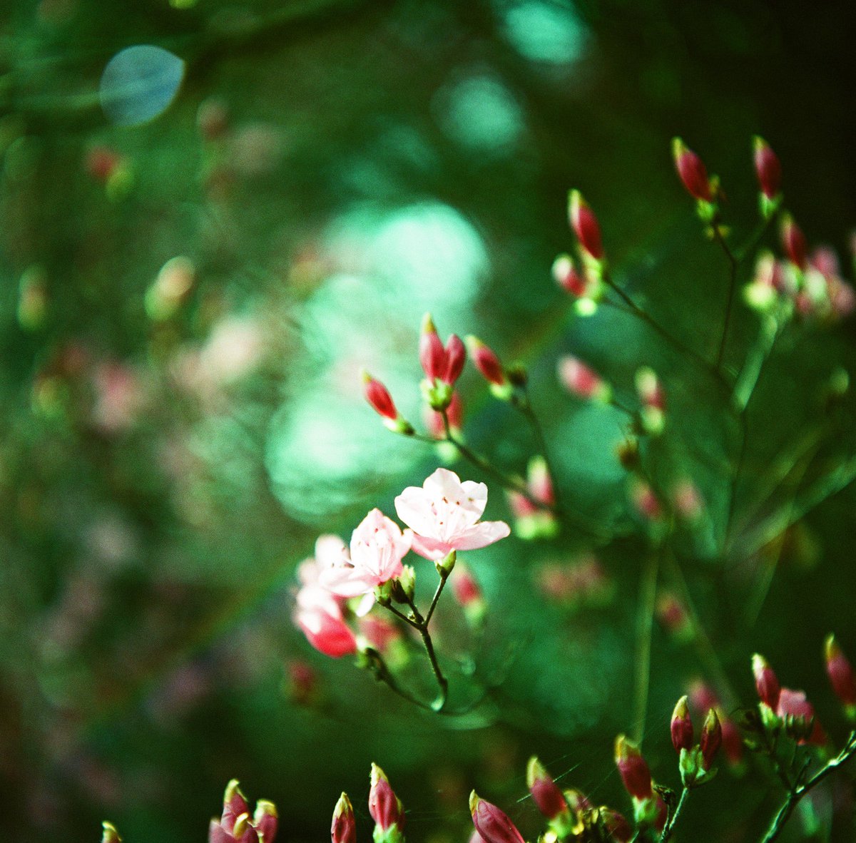 aqsw_withmay's tweet photo. ・Rhododendron dilatatum / ミツバツツジ
Rollei Flex 3.5b
schneider-kreuznach xenar 75mm
heidosmat-rolleinar 3
film,fujichrome velvia50
Cross processing
©︎2023yuu,
#rolleiflex
#film
#filmcamera
#二眼レフ
#ブローニー
#brownie
#fujichrome
#velvia50
#crossprocessing https://t.co/0J1f8DUcPM