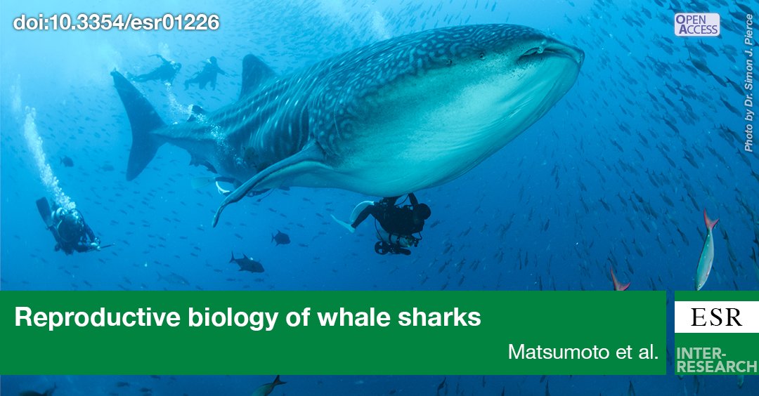 ESR_IR's tweet image. Non-invasive underwater #ultrasonography &amp;amp; #bloodsampling techniques developed to monitor health of captive #elasmobranchs successfully used on wild #whalesharks, revolutionizing how we study the physiology of #endangeredmarinespecies bit.ly/esr_50_125