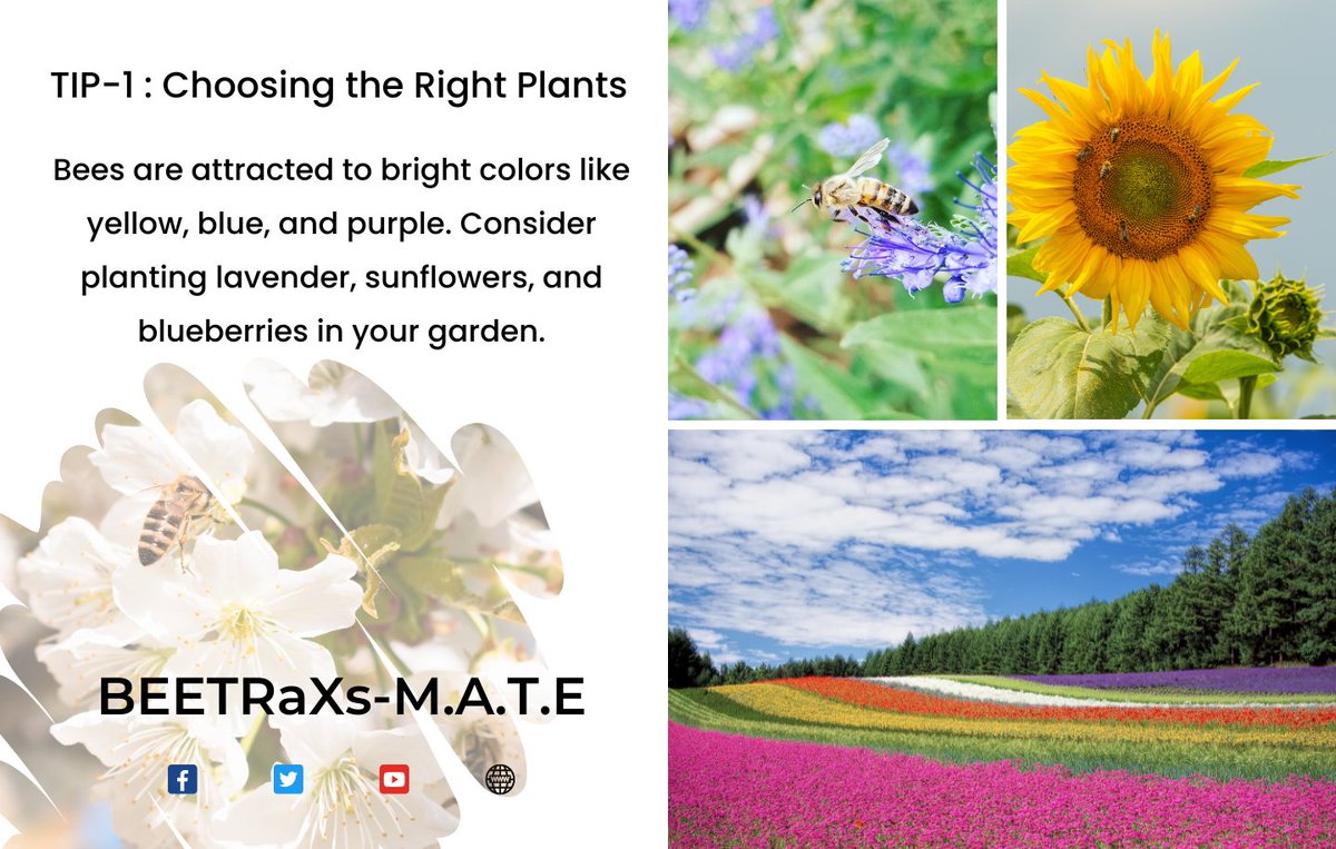 Bees are attracted to bright colors like yellow, blue, and purple. Consider planting lavender, sunflowers, and blueberries in your garden. #nativeplants 
#Wildflowers
#sustainablegardening 
#beehabitat
#GardeningTips
#beegarden
#pollinators
#beekeeping
#technology