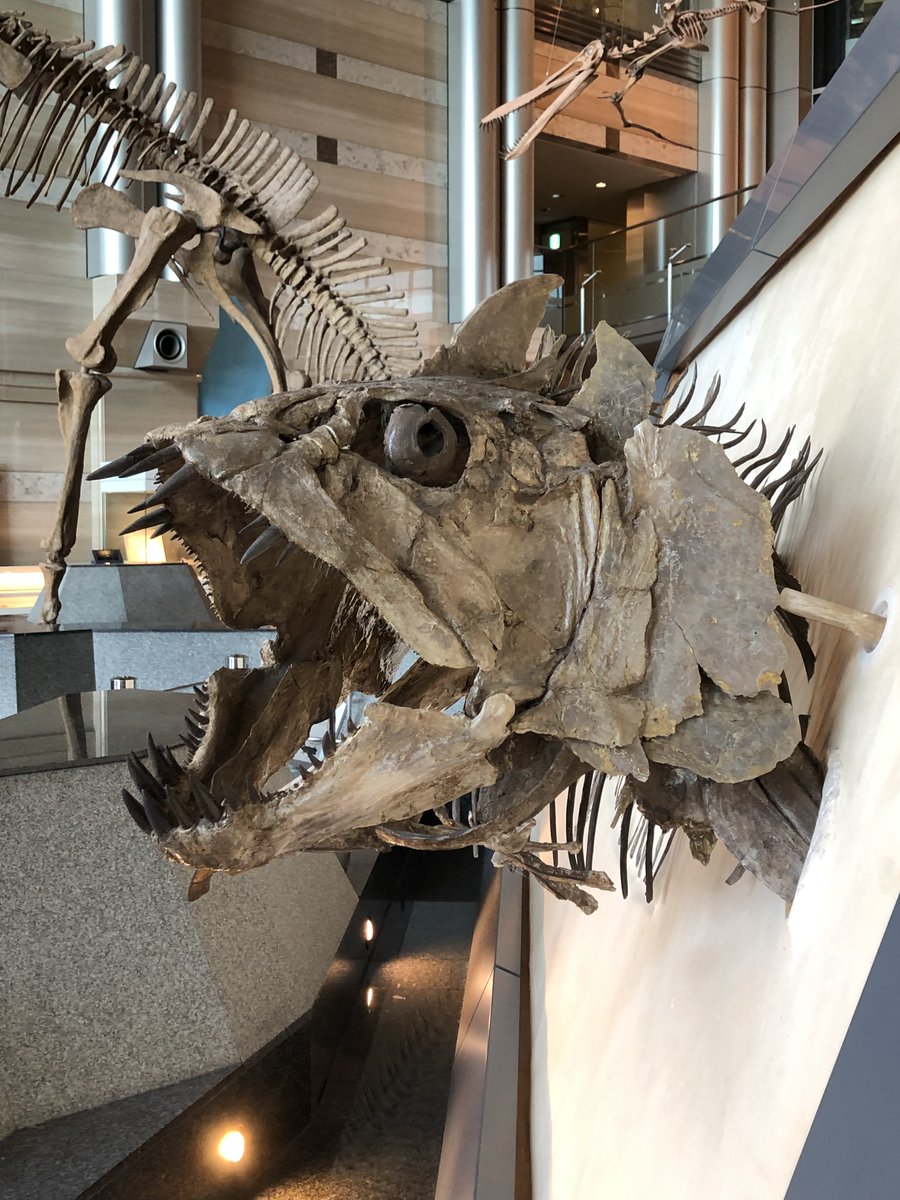 魚の化石 エントランスの紹介】 ホールで目を引く 大きい魚の化石 「#クシファク