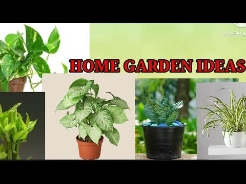 AllForGardening's tweet image. Home garden Ideas | Best House plants ...
 
#BestHousePlants #CareTips #CareTipsHowToGrow #GardenPlans
 
allforgardening.com/428091/home-ga…