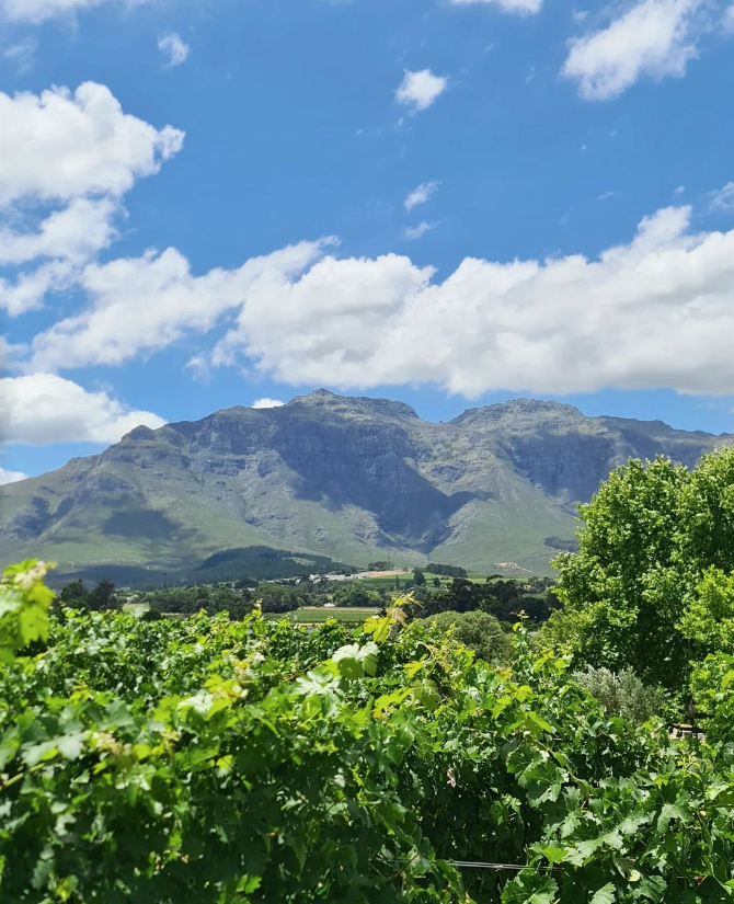 WOSA_NL's tweet photo. Zuid-Afrikaanse Sauvignon Blanc staat bekend om zijn kruidige en grasachtige kwaliteiten, meestal verbouwd in kustgebieden. Maar pionierende wijnmakers verkennen nu hoger gelegen gebieden zoals Elgin om verrukkelijke variaties te produceren.

#WoSA #SAWine @SauvignonBlancSA https://t.co/pHUdmuPh5f