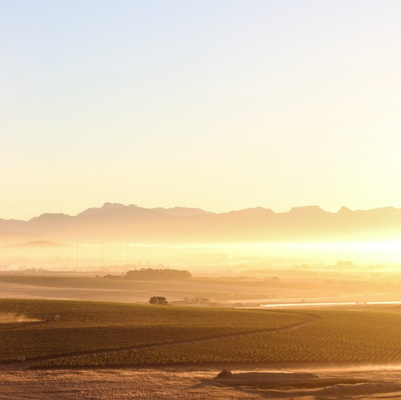 WOSA_NL's tweet photo. Zuid-Afrikaanse Sauvignon Blanc staat bekend om zijn kruidige en grasachtige kwaliteiten, meestal verbouwd in kustgebieden. Maar pionierende wijnmakers verkennen nu hoger gelegen gebieden zoals Elgin om verrukkelijke variaties te produceren.

#WoSA #SAWine @SauvignonBlancSA https://t.co/pHUdmuPh5f