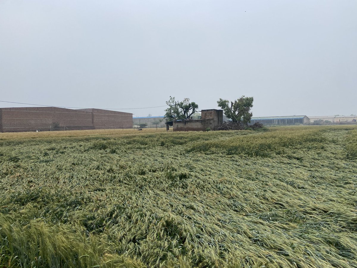 mann0422222222's tweet photo. @AapKaGopalRai Sir please give Delhi farmers some compensation , because there is almost 85 percent damage to wheat crop due to this rain as other states are helping farmers, it’s a humble request from a child of a farmer to help Delhi farmers 🙏🙏🌾🌾🇮🇳 https://t.co/TwsBk1A8Li