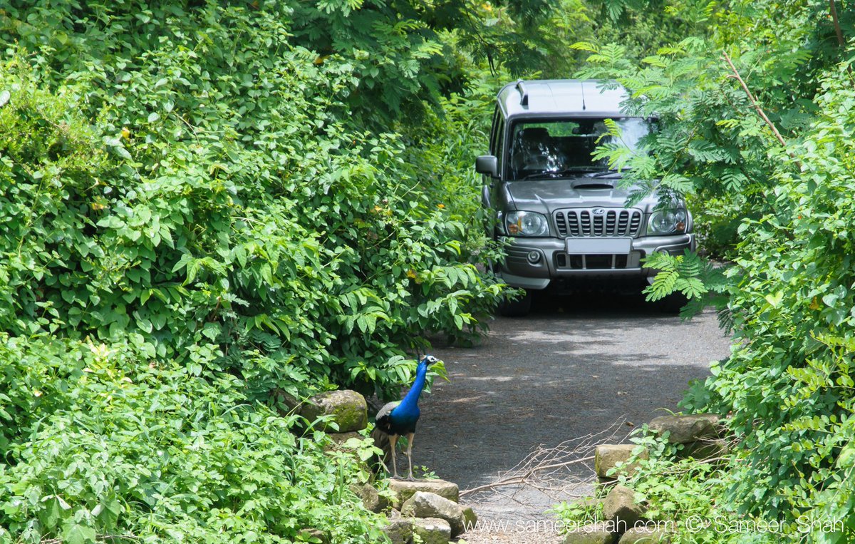 samsf1's tweet photo. @anandmahindra Dil maange Mor : ) 
#Scorpio Perfect companion! 
@MahindraScorpio
#indiannationalbird #nationalbird #Mahindra #mahindrascorpio #IncredibleIndia #hugeprint #Nikon © Sameer Shah https://t.co/bo0wpi65p6