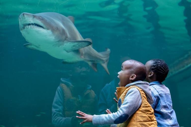 Cape Town Active (@capetown_active) on Twitter photo Ragged Tooth Sharks may look intimidating and may need a unique set of braces, but they are actually very gentle creatures that only feed on small fish and invertebrates! π¦
Visit them at <a href="/2OceansAquarium/">Two Oceans Aquarium</a>
#capetownactive #TwoOceansAquarium #Sharks#OceanConservation Ragged Tooth Sharks may look intimidating and may need a unique set of braces, but they are actually very gentle creatures that only feed on small fish and invertebrates! π¦
Visit them at <a href="/2OceansAquarium/">Two Oceans Aquarium</a>
#capetownactive #TwoOceansAquarium #Sharks#OceanConservation