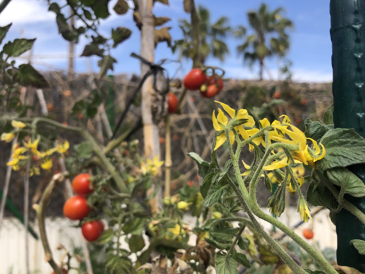 10è mes de producció de cirerols, camí de mantenir la perennitat veient rebrots i flors. Abundància compartida amb merles, tallarol capnegre i de casquet.