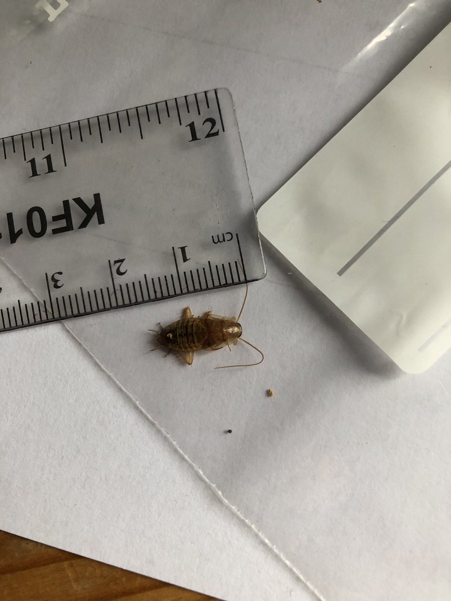 mrsengie's tweet photo. Found this horrid thing in my pack of SEALED grapes from @coopuk Sent message early February and received a reply weeks later offering refund. Still no refund over a month later! Appalling customer service let alone quality control. 😡😡 https://t.co/jNtV2uLMUC