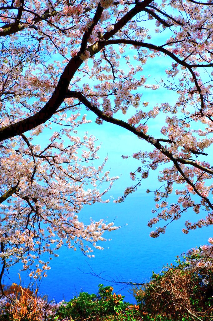 「京都北部の海と桜の絶景。 」|森屋たいとのイラスト