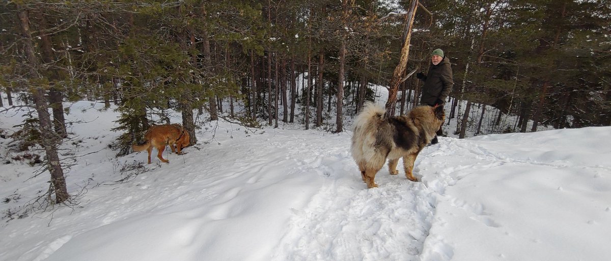 petterin1's tweet photo. #pasearAlPerro #kuukaudenviimeinenaamuMaaliskuu2023 https://t.co/bU5YN0jOdV