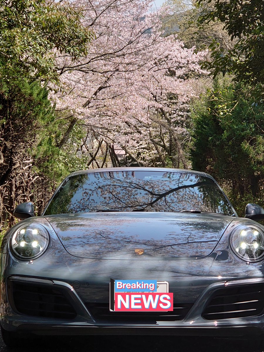 GAMRANN's tweet photo. 桜が散る前に一枚ぐらい。 https://t.co/7qjBSgezNg