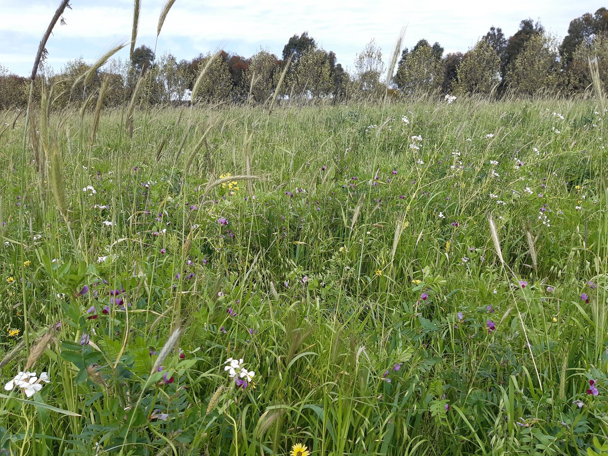 A question today:
 "What are you proud of achieving in regen ag?" 
Forget me! I am most proud of farmers. Courageous, innovative farmers who have taken a risk to adopt regen practices on-farm.  
So what am I proud of? 
I'm proud of all of you.  
#covercrop #soilhealth #regenag