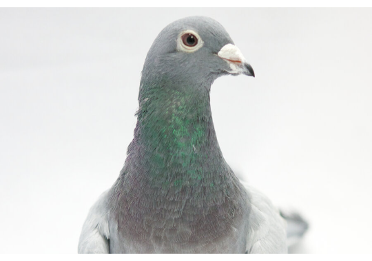 GoodPigeonBot's tweet image. affectionate pigeon 11/10