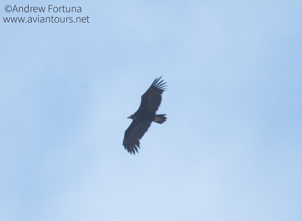 Gibraltar Birds (@GibraltarBirds) on Twitter photo 2023-03-31 11:58:02 Quick record shot of Black vulture arriving over #Gibraltar just moments ago amongst hundreds of Booted eagle and Black kite, some STEagles, and Sparrowhawks too Quick record shot of Black vulture arriving over #Gibraltar just moments ago amongst hundreds of Booted eagle and Black kite, some STEagles, and Sparrowhawks too