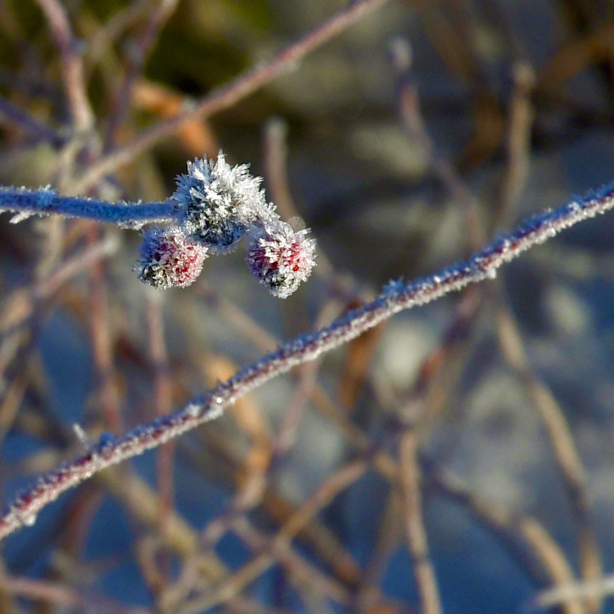 SourisWildlife's tweet photo. Great photos of rose hips and Queen Anne's lace covered in hoar frost, courtesy of Isobel Fitzpatrick.
❄️❄️❄️☀️✨😊
#GetOutdoors #NaurePhotography #SpringOnPEI https://t.co/cS3K4nnMFT
