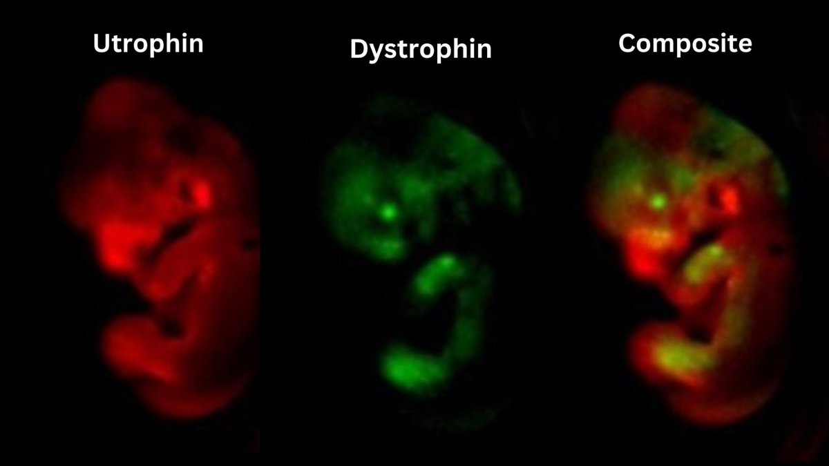 MRC Laboratory of Medical Sciences (LMS) (@mrc_lms) on Twitter photo The #EpigeneticMemory group published in <a href="/CommsBio/">Communications Biology</a> on a potential new therapeutic strategy for #DMD 🎉.
Bioluminescent gene reporters were used to model #GeneExpression, and researchers found compounds that increase utrophin in developing muscle cells.
👉ow.ly/Xg8Z50NwWUK The #EpigeneticMemory group published in <a href="/CommsBio/">Communications Biology</a> on a potential new therapeutic strategy for #DMD 🎉.
Bioluminescent gene reporters were used to model #GeneExpression, and researchers found compounds that increase utrophin in developing muscle cells.
👉ow.ly/Xg8Z50NwWUK